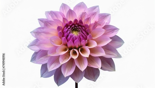 dahlia flower purple flower isolated on a white background no shadows with clipping path close up nature