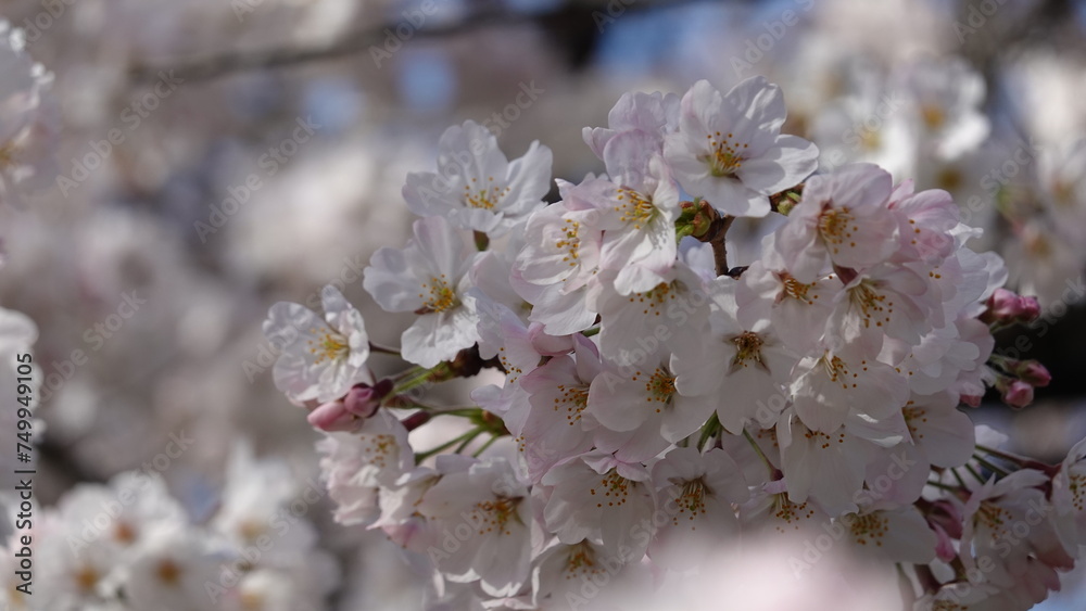 桜並木