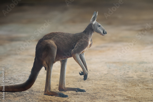 Red Kangaroo (Osphranter rufus) - Australian Marsupial photo