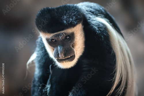 Mantled Guereza monkey (Colobus guereza) photo