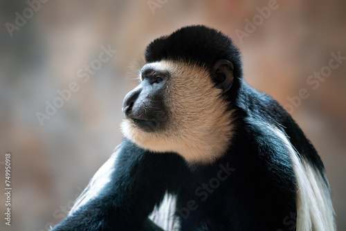 Mantled Guereza monkey (Colobus guereza) photo