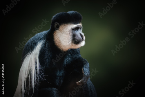 Mantled Guereza monkey (Colobus guereza) photo