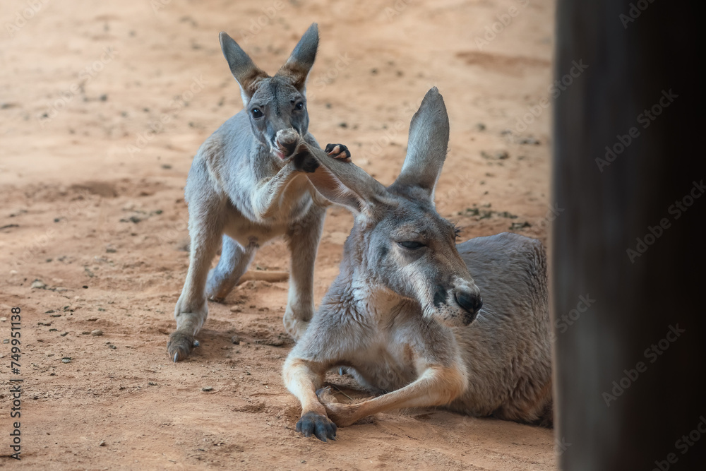Fototapeta premium Baby Red Kangaroo playing with its mothers ear (Osphranter rufus)