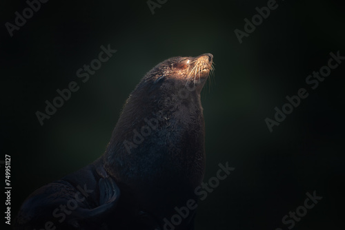 South American Fur Seal (Arctocephalus australis) photo