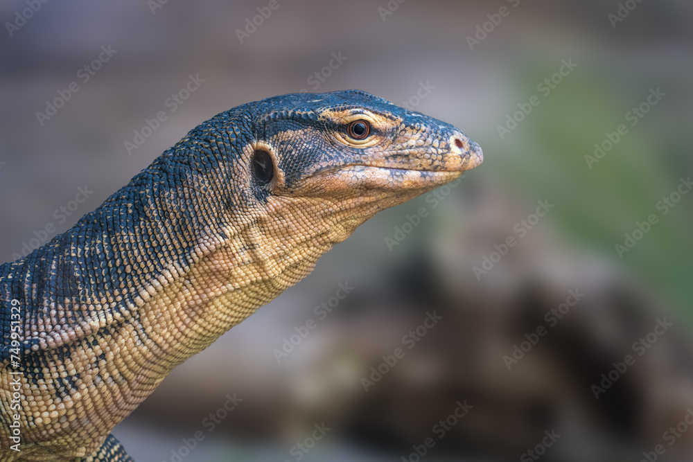 Fototapeta premium Asian Water Monitor lizard (Varanus salvator)