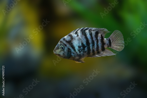 Convict Cichlid (Amatitlania nigrofasciata) - Freshwater Fish photo