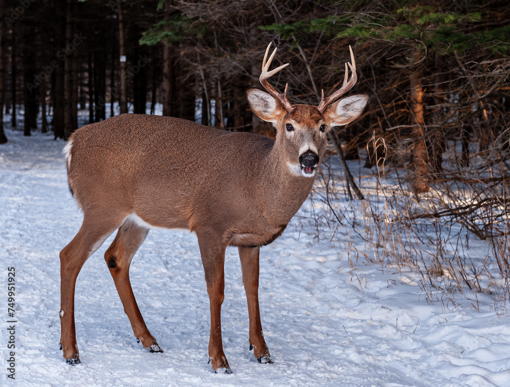 Male White-tailed deer (Odocoileus virginianus) standing in a snowy field. Male White-tailed deer (Odocoileus virginianus) standing in a snowy field.