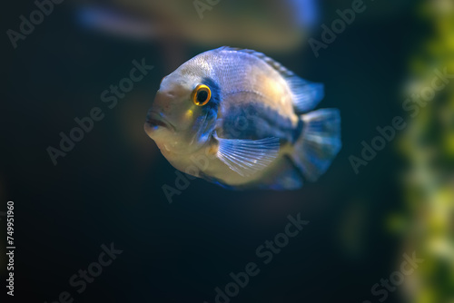 Uaru (Uaru amphiacanthoides) - Freshwater Fish © diegograndi