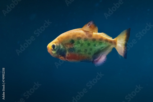 Spotted Metynnis (Metynnis Maculatus) - Freshwater Fish