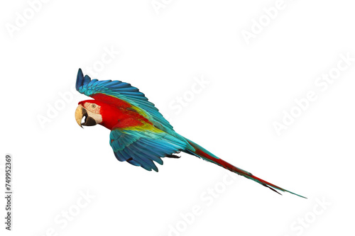 Colorful flying Green-Wing Macaw parrot isolated on transparent background png file © Passakorn