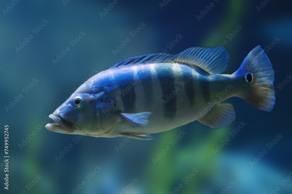 Blue Peacock Bass (Cichla piquiti) - Freshwater Fish Blue Peacock Bass (Cichla piquiti) - Freshwater Fish