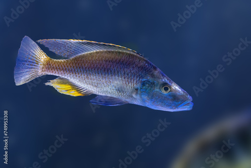 Malawi Eyebiter (Dimidiochromis compressiceps) - Freshwater Fish © diegograndi