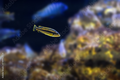 Chipokae Cichlid (Melanochromis chipokae) - Freshwater Fish photo