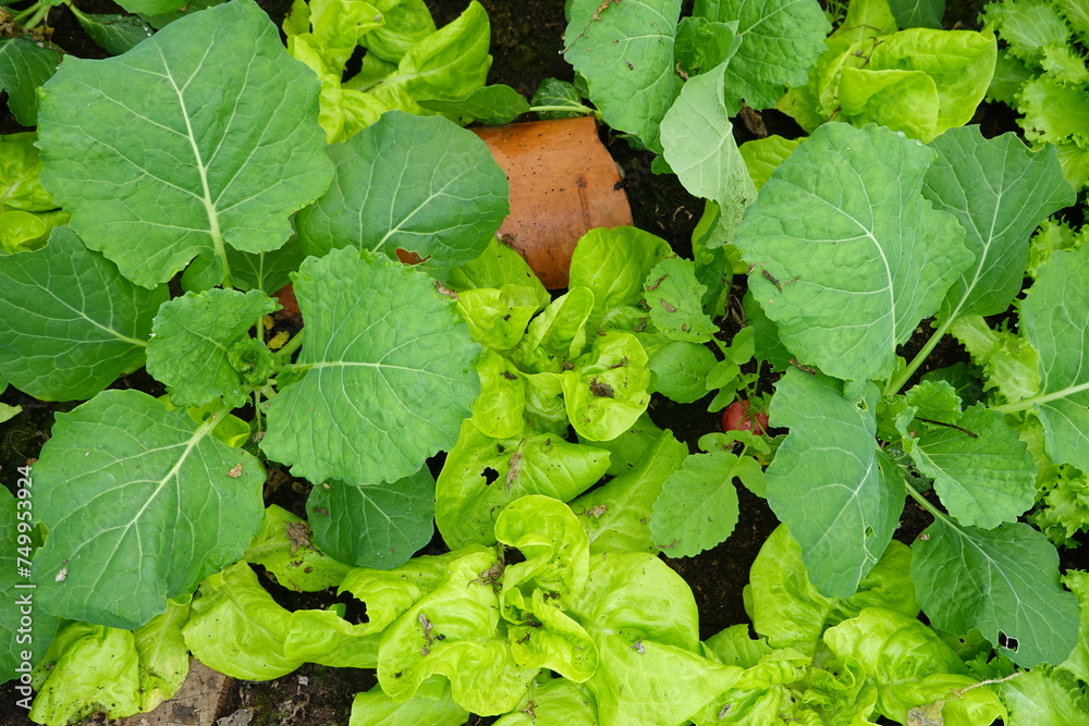 companion plants in the vegetable garden in autumn, leafy crops and