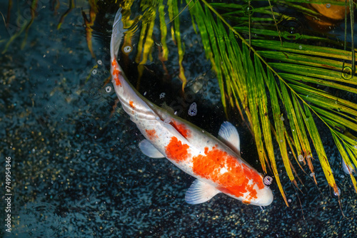 Hariwake Koi Fish (Cyprinus carpio) - Orange and White