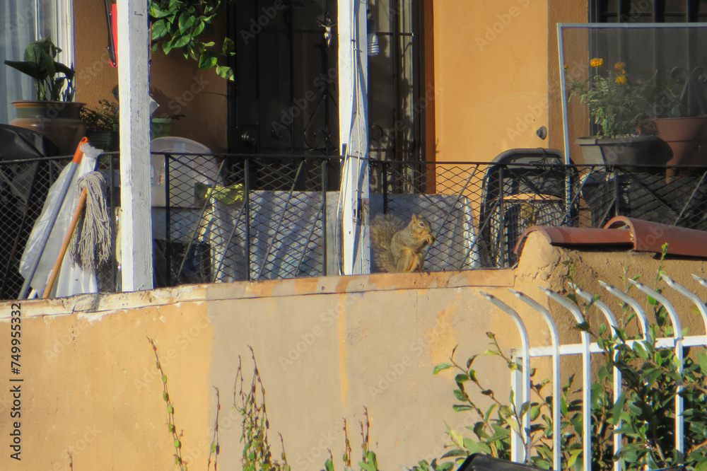 Wild animals in the city, cute squirrel on the house balcony in Los Angeles, California, USA.