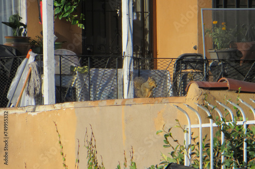 Wild animals in the city, cute squirrel on the house balcony in Los Angeles, California, USA.