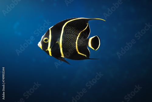 Juvenile French Angelfish (Pomacanthus paru) - Marine Fish photo
