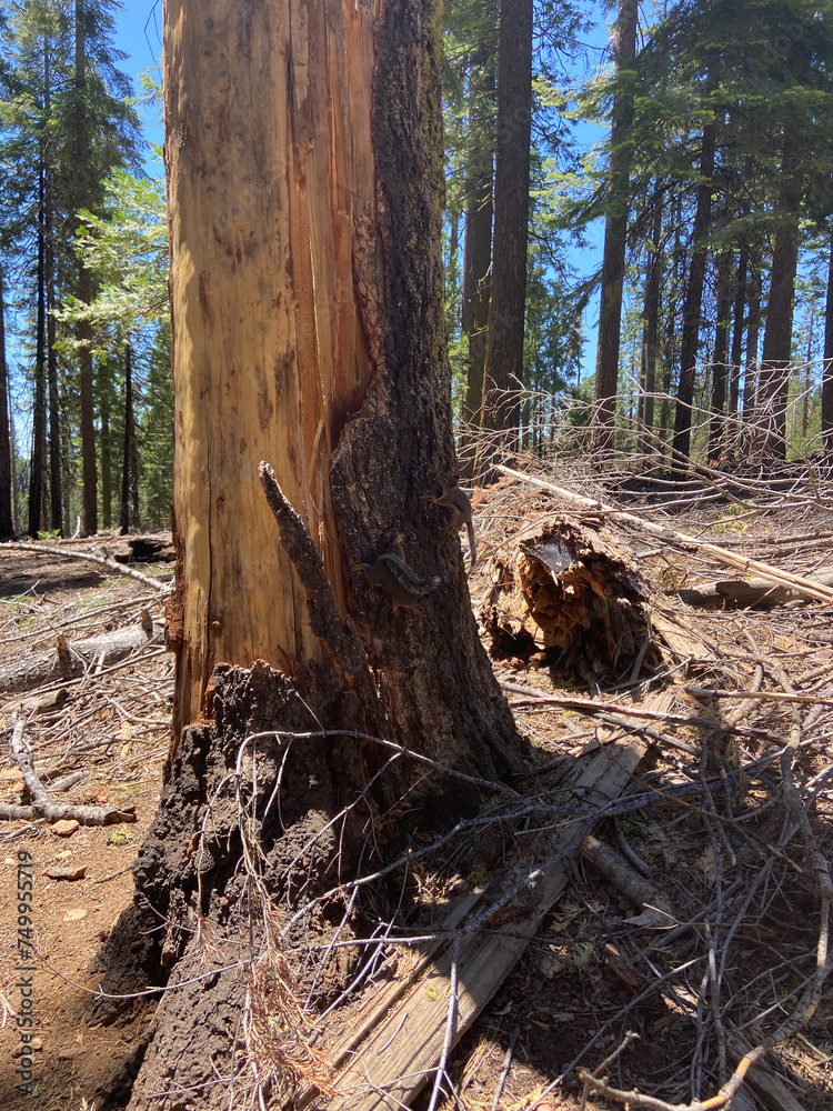 Douglas squirrels (or chickaree) on a tree trunk in Mariposa Grove of Giant Sequoias, Yosemite National Park, California, USA.