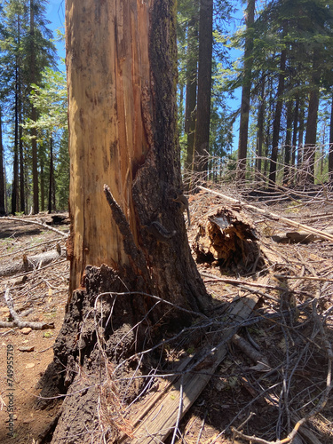 Obraz na płótnie Douglas squirrels (or chickaree) on a tree trunk in Mariposa Grove of Giant Sequoias, Yosemite National Park, California, USA. w salonie