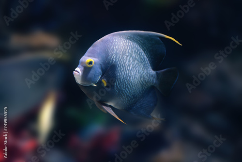 French Angelfish (Pomacanthus paru) - Marine Fish photo