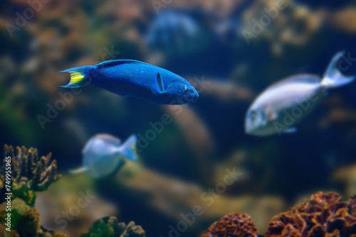 Moon Wrasse (Thalassoma lunare) - Marine Fish photo