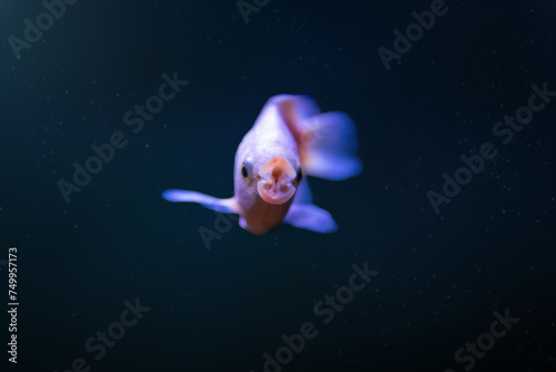 Kissing Gourami (Helostoma Temminckii) - Freshwater Fish photo