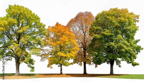 set of 5 autumn large trees sycamore platanus maple trees isolated png on a transparent background perfectly cutout