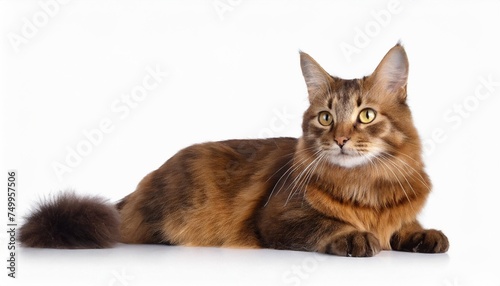 brown cat isolated on white