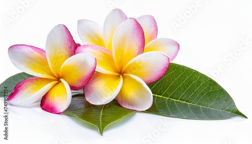 bunch of frangipani fragrant flowers isolated transparent png plumeria blossom