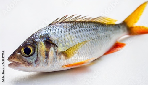 grey mullet fish isolated on white background selective focus