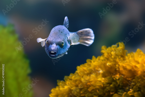 Blackspotted Puffer fish (Arothron nigropunctatus) or Dog-faced Puffer
