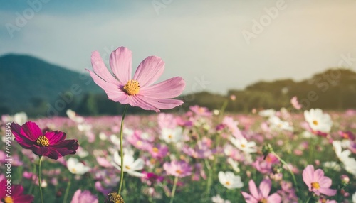 cosmos flower field background with film vintage style