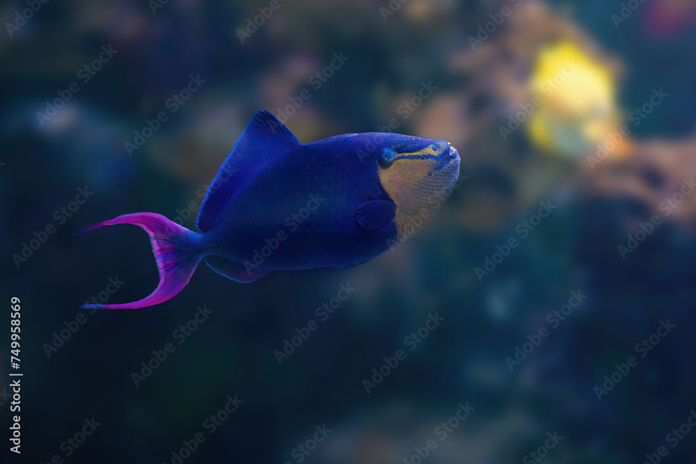 Redtoothed Triggerfish (Odonus niger) - Marine Fish