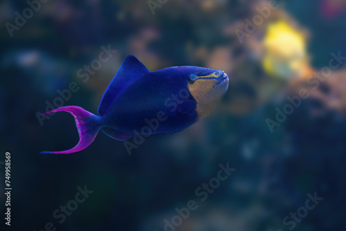 Obraz na płótnie Redtoothed Triggerfish (Odonus niger) - Marine Fish w salonie