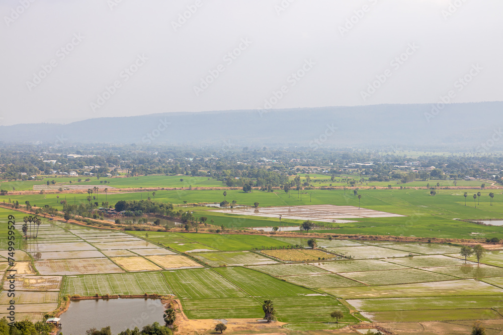 Fototapeta premium A bird's-eye view of farmland, green rice fields, wide expanses.