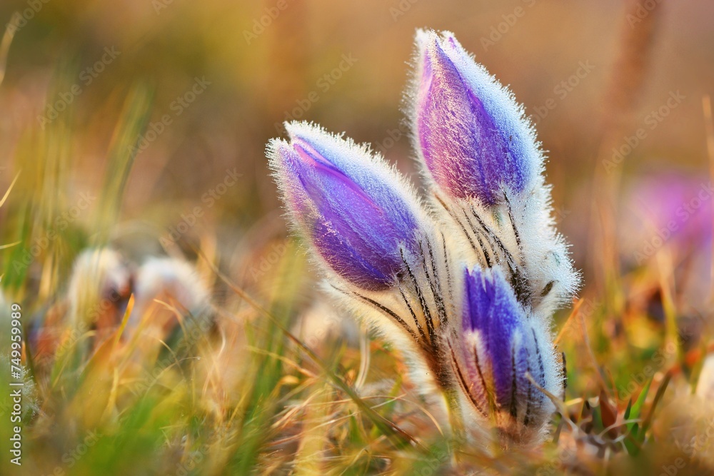 Spring flowers. Beautifully blossoming pasque flower and sun with a natural colored background. (Pulsatilla grandis) Spring flowers. Beautifully blossoming pasque flower and sun with a natural colored background. (Pulsatilla grandis)
