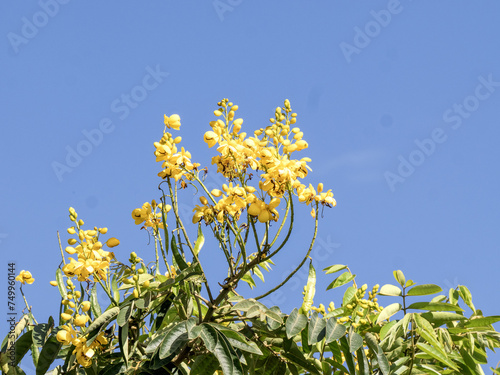 Plumes of yellow flowers at the top of the tree. Wakata Biopark, Colombia photo