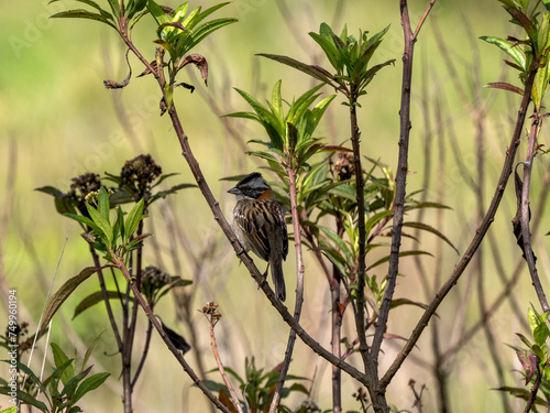 Rufous-collared Sparrow, Zonotrichia capensis, sitting on a thin twig in Biopark Wakata, Colombia photo