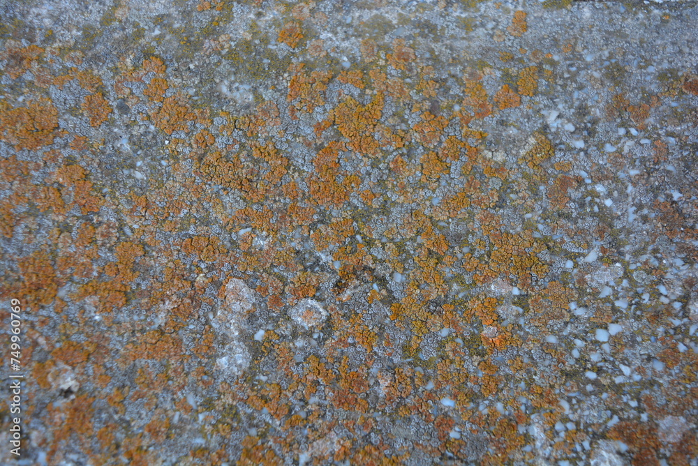 Old building cement background with yellow gray moss Old building cement background with yellow gray moss