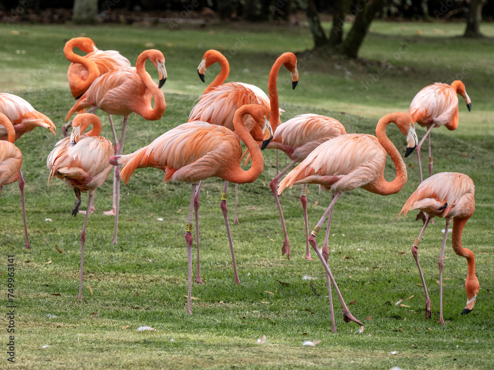 Group of beautifully colored Greater Flamingo, Phoenicopterus ruber, Wakata Biopark, Colombia Group of beautifully colored Greater Flamingo, Phoenicopterus ruber, Wakata Biopark, Colombia