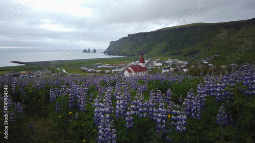 Obraz na płótnie Víkurfjara black sand beach, Reynisfjall peak, Holtasoley flowers field, Vikurkirkja Church and sea stacks at Vik i Myrdal in Iceland. w salonie