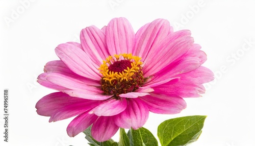 pink flower isolated