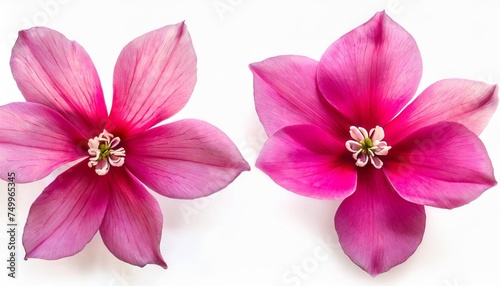 set flower pink cyclamen isolated on white background shape of starfish and eyes summer spring flat lay top view love valentine s day photo