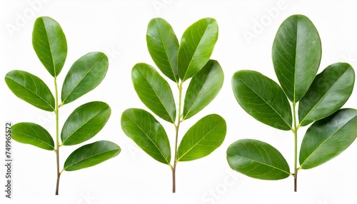 set of twigs of italian ruscus danae racemosa with green leaves isolated on white or transparent background