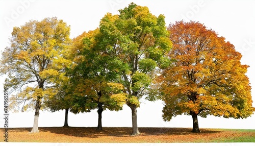 set of 5 autumn large trees sycamore platanus maple trees isolated png on a transparent background perfectly cutout photo