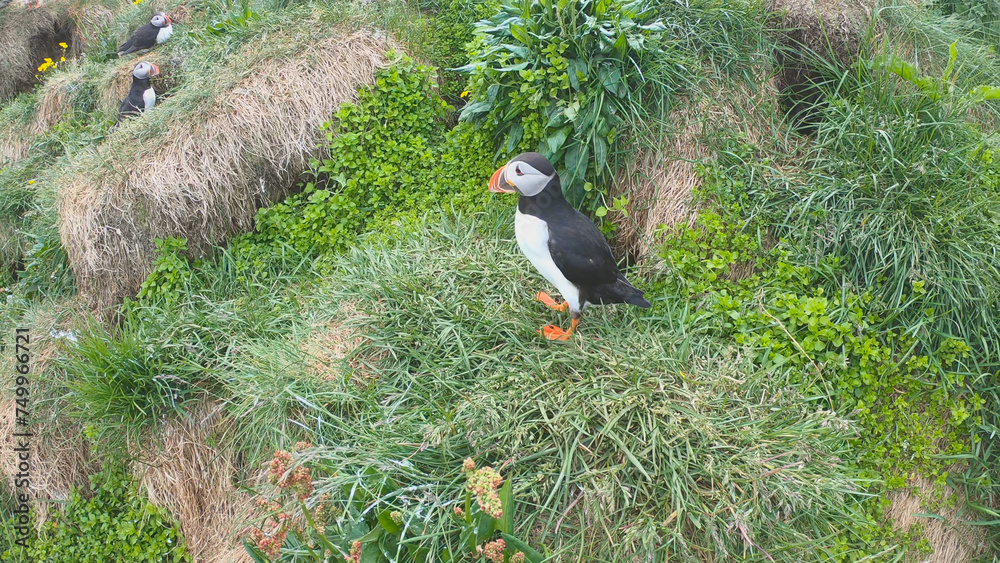 Atlantic Puffins (Fratercula arctica) at Borgarfjörður eystri, Eastern ...