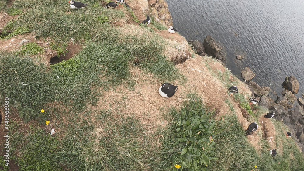 Atlantic Puffins (Fratercula arctica) at Borgarfjörður eystri, Eastern Iceland. Puffin outside the burrow. The puffins come to nest.