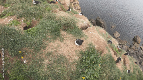 Obraz na płótnie Atlantic Puffins (Fratercula arctica) at Borgarfjörður eystri, Eastern Iceland. Puffin outside the burrow. The puffins come to nest. w salonie
