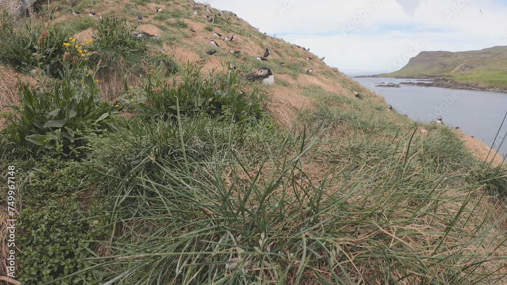 Atlantic Puffins (Fratercula arctica) at Borgarfjörður eystri, Eastern Iceland. Puffin outside the burrow. The puffins come to nest.